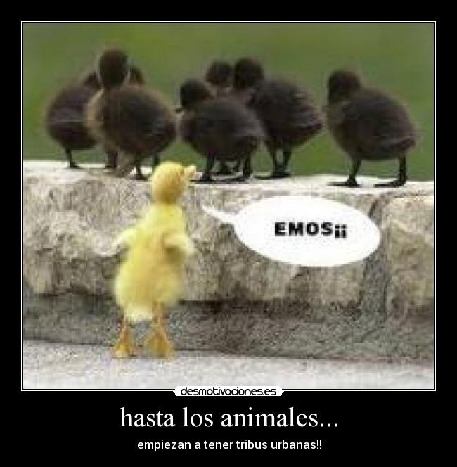 hasta los animales... -