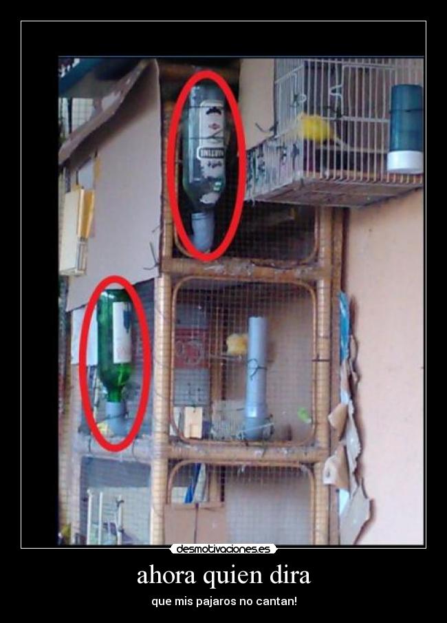 carteles pajaros desmotivaciones