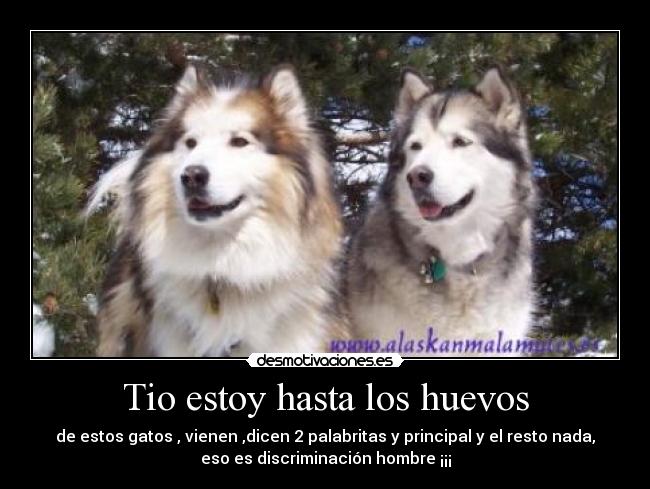 carteles perros animales desmotivaciones humor desmotivaciones