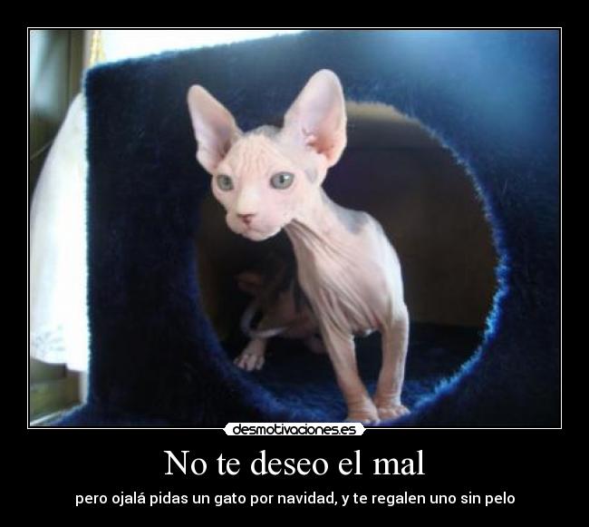 No te deseo el mal - pero ojalá pidas un gato por navidad, y te regalen uno sin pelo