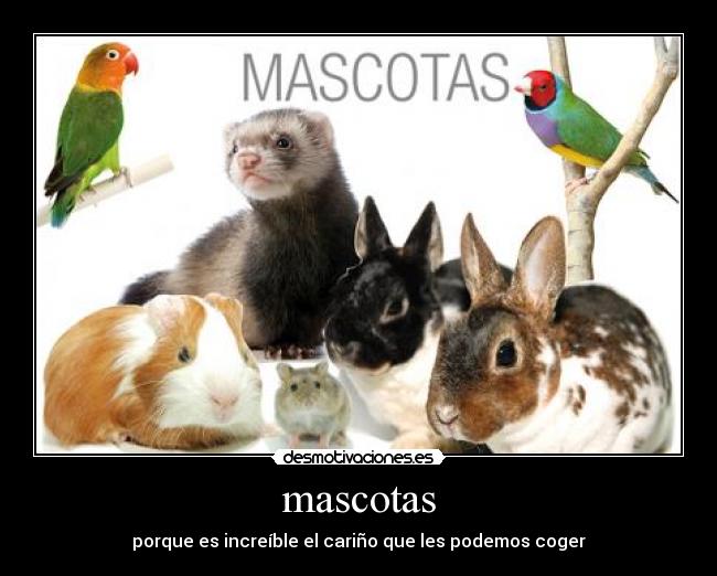 mascotas - 