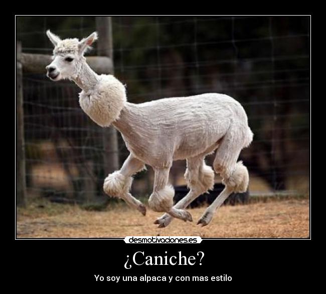 carteles canichealpacapeloestilocorrer desmotivaciones