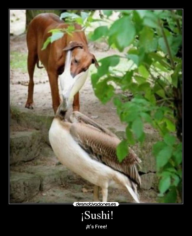 ¡Sushi! - ¡Its Free!