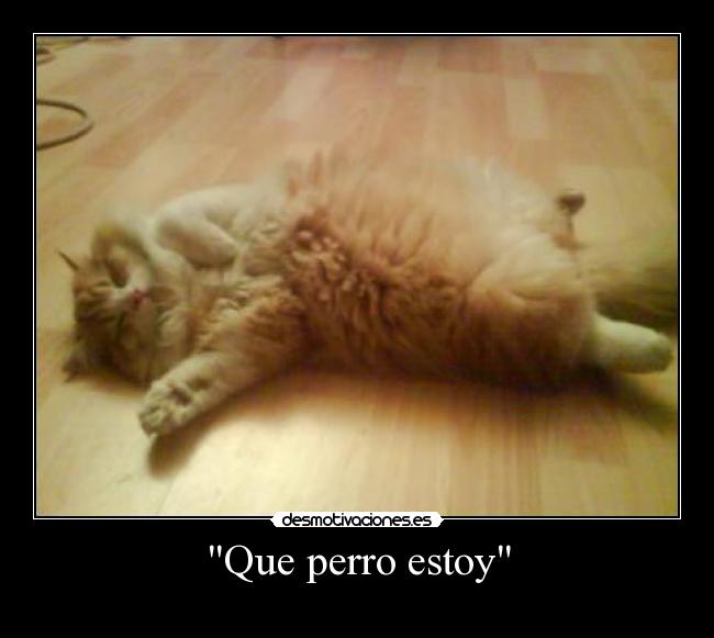 Que perro estoy - 