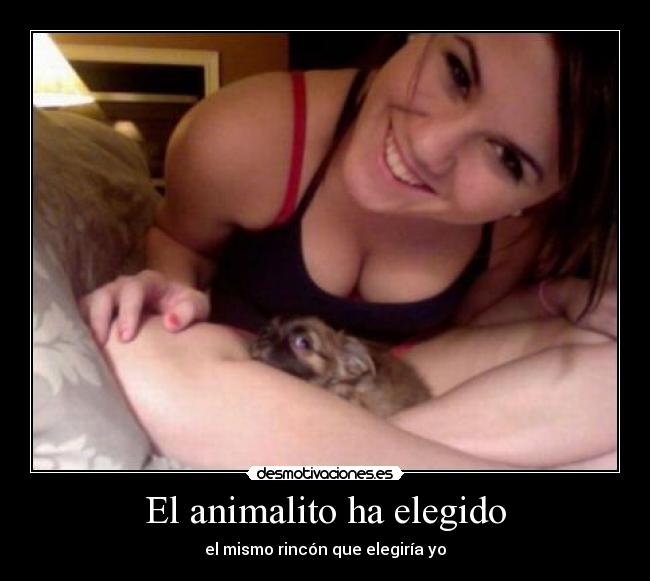 El animalito ha elegido -