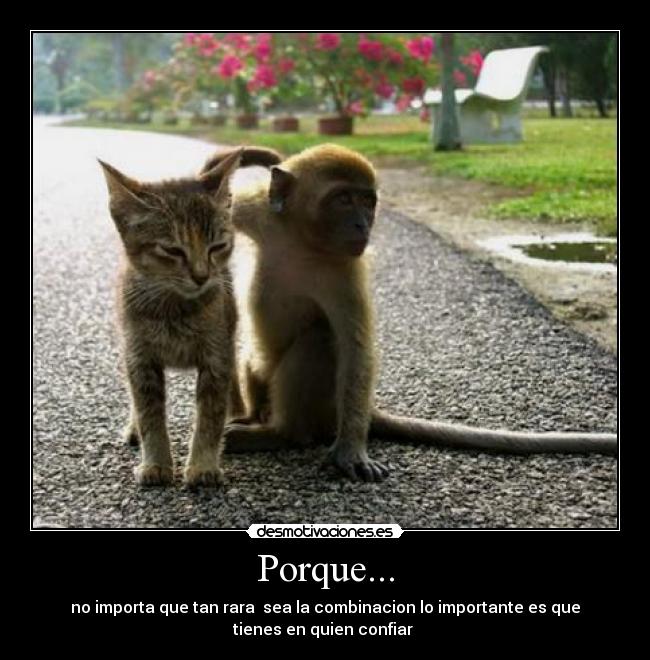 Porque... -