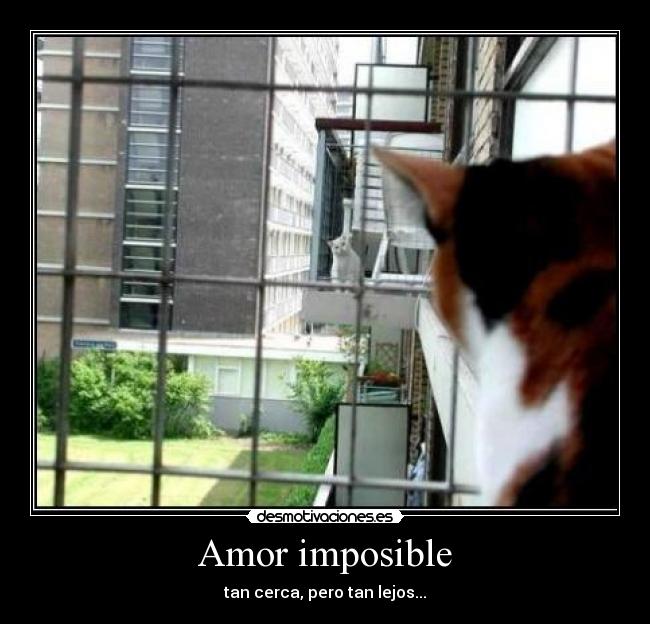 Amor imposible - 