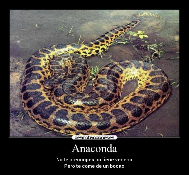 Anaconda -