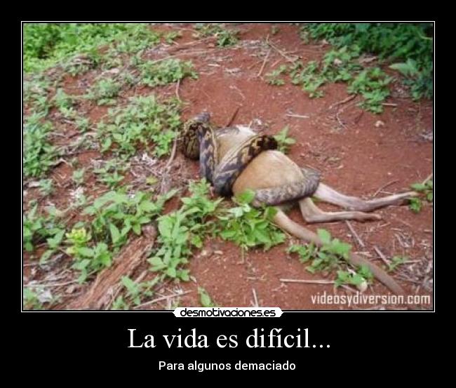 La vida es difícil... - Para algunos demaciado