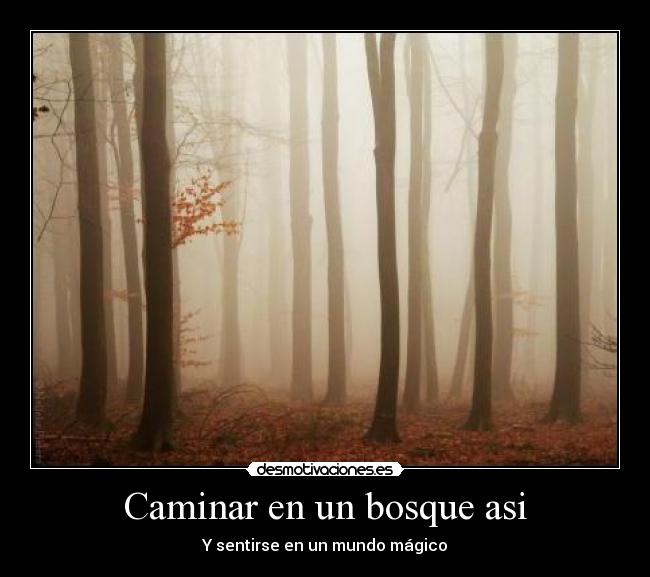 Caminar en un bosque asi - Y sentirse en un mundo mágico