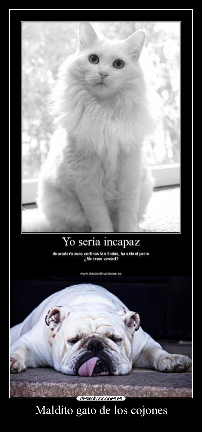Maldito gato de los cojones - 