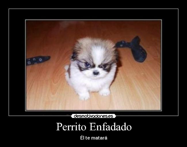 Perrito Enfadado - Él te matará