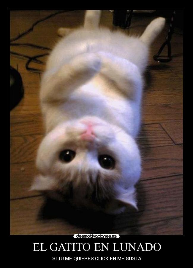 EL GATITO EN LUNADO - 