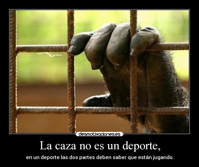 La caza no es un deporte, - en un deporte las dos partes deben saber que están jugando.