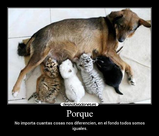 Porque - No importa cuantas cosas nos diferencien, en el fondo todos somos iguales.