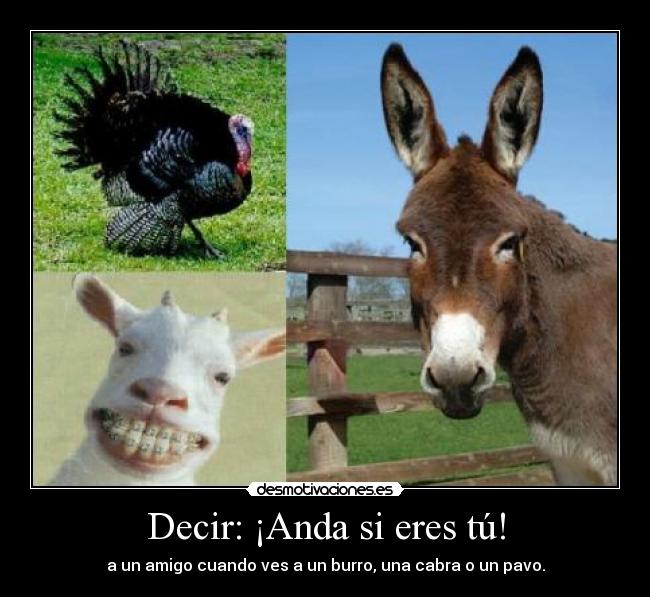Decir: ¡Anda si eres tú! - a un amigo cuando ves a un burro, una cabra o un pavo.