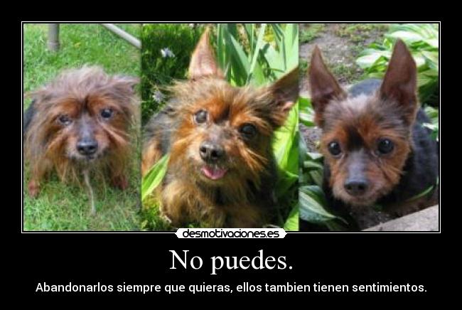 No puedes. - Abandonarlos siempre que quieras, ellos tambien tienen sentimientos.