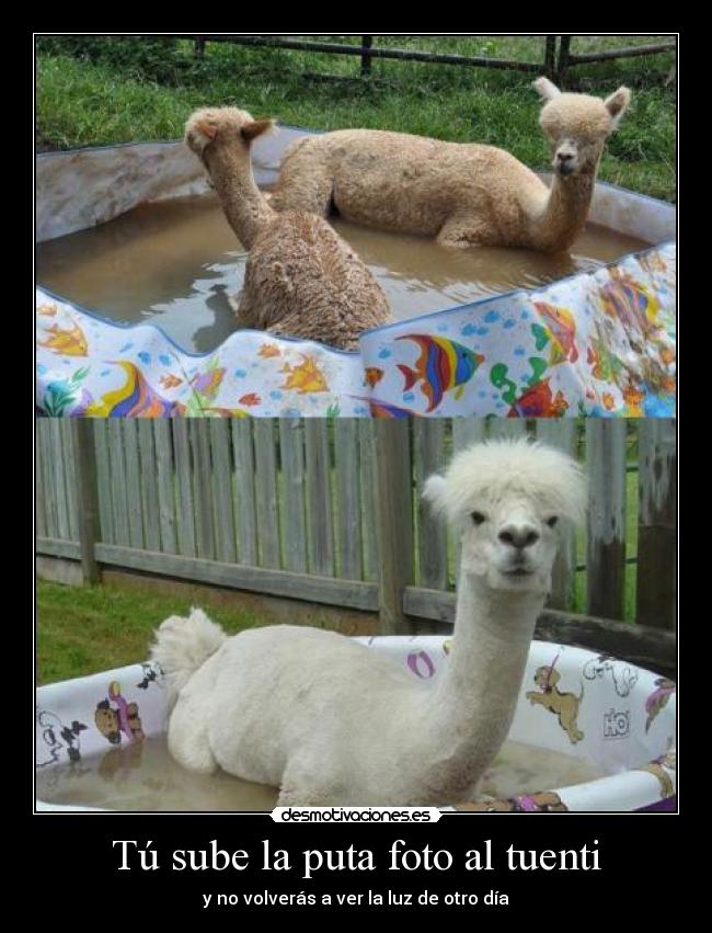 carteles tuenti puta foto tuenti llama yama banandose piscina desmotivaciones