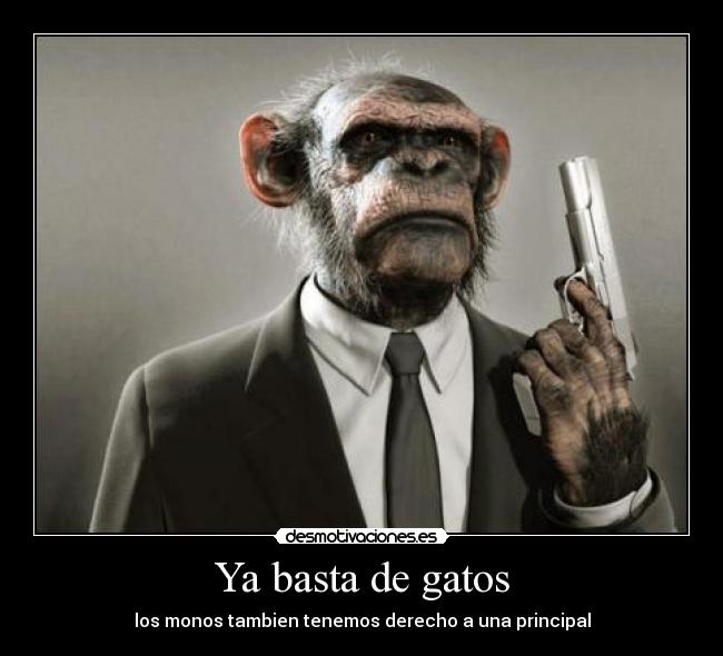 Ya basta de gatos -