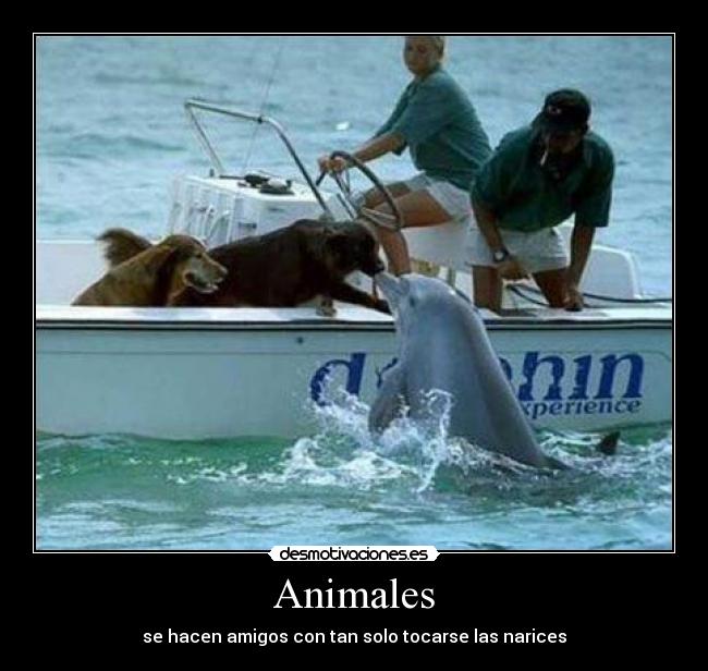 Animales - se hacen amigos con tan solo tocarse las narices