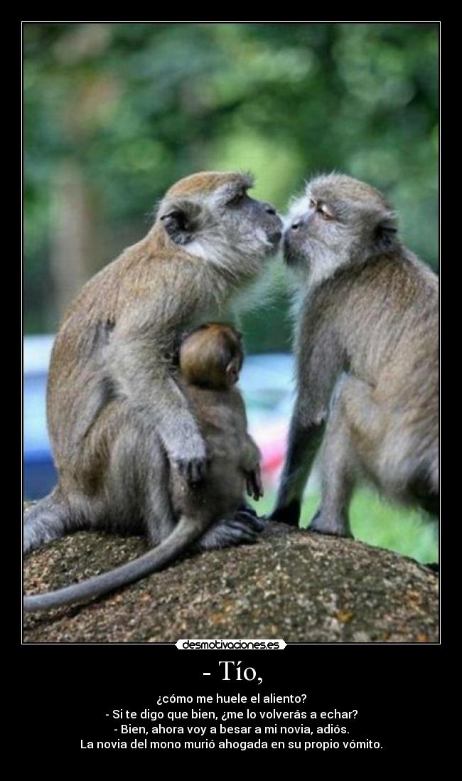 - Tío, - ¿cómo me huele el aliento?
- Si te digo que bien, ¿me lo volverás a echar?
- Bien, ahora voy a besar a mi novia, adiós.
La novia del mono murió ahogada en su propio vómito.
