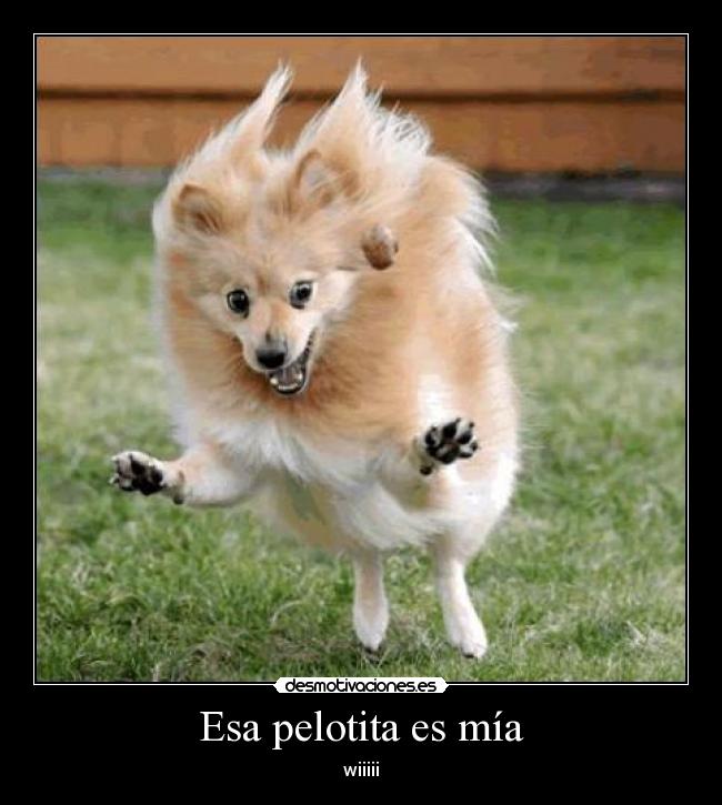 Esa pelotita es mía - wiiiii