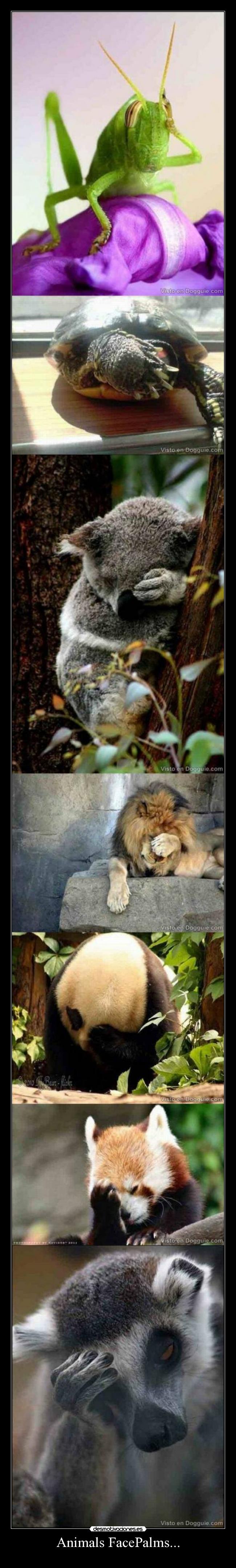Animals FacePalms... -