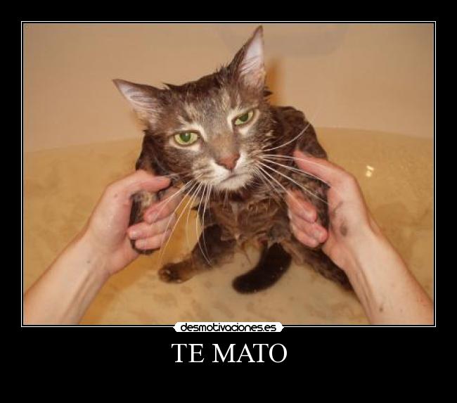 TE MATO - 
