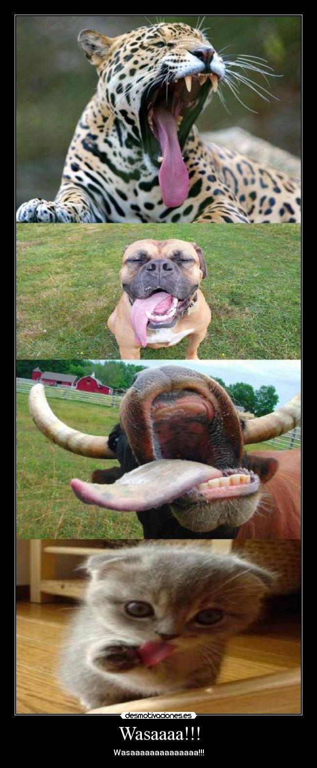 Wasaaaa!!! - Wasaaaaaaaaaaaaaa!!!