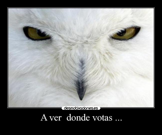 A ver  donde votas ... - 