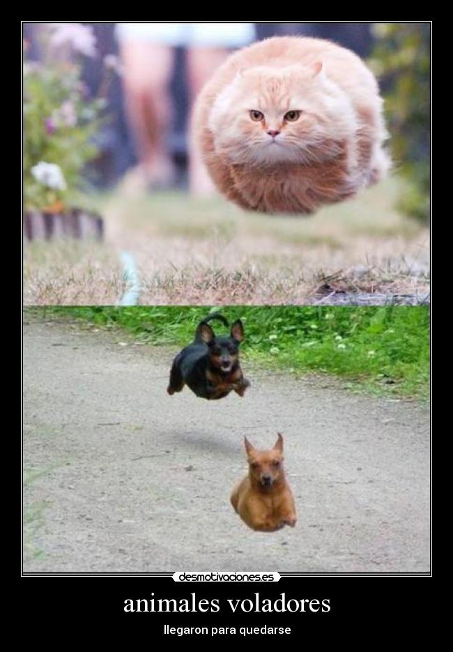 animales voladores - llegaron para quedarse