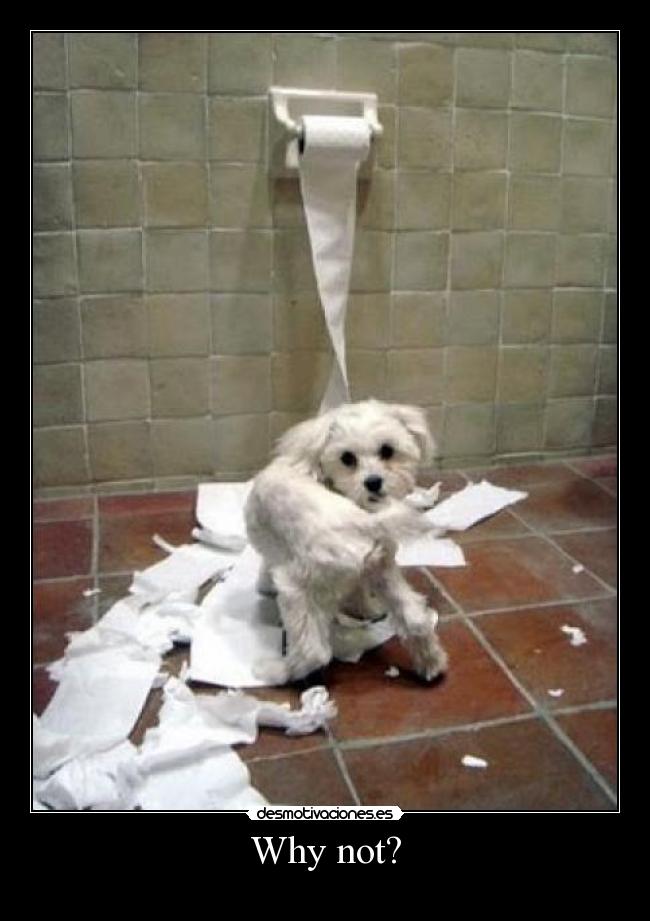 carteles why not meme fap perro papel higienico banos masturbacion humanos perrito animales desmotivaciones