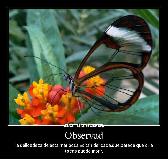 carteles preciosidades desmotivaciones