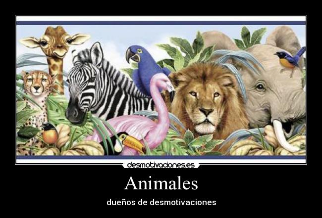 Animales - 