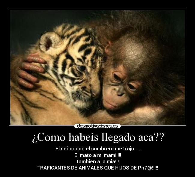 ¿Como habeis llegado aca?? - 