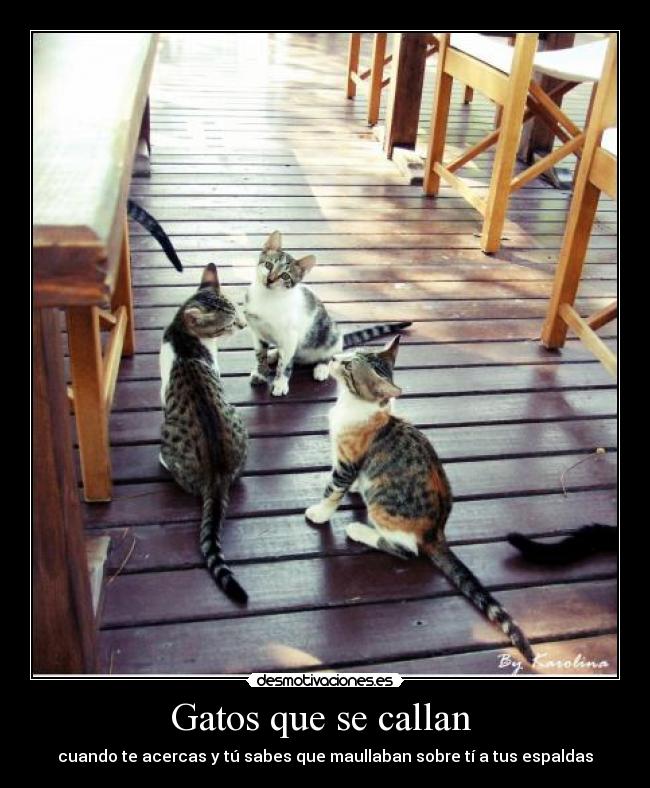 Gatos que se callan  - 