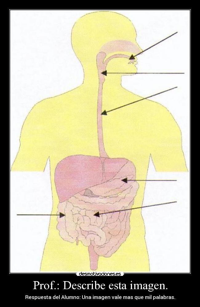 Prof.: Describe esta imagen. - Respuesta del Alumno: Una imagen vale mas que mil palabras.