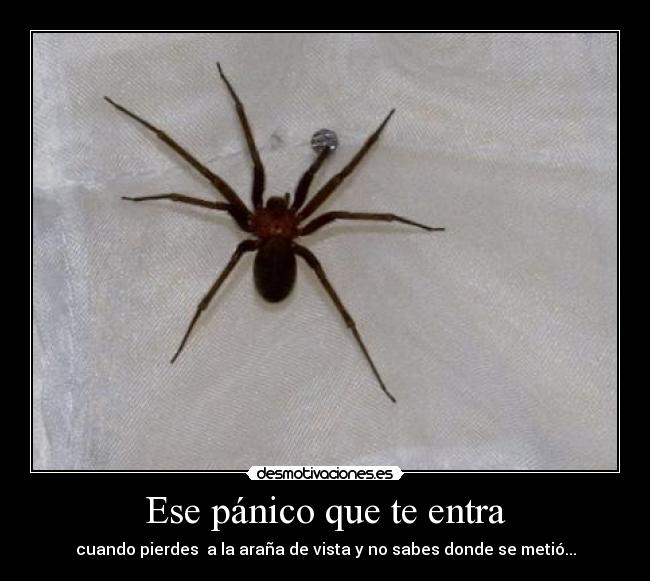 Ese pánico que te entra - cuando pierdes a la araña de vista y no sabes donde se metió...
