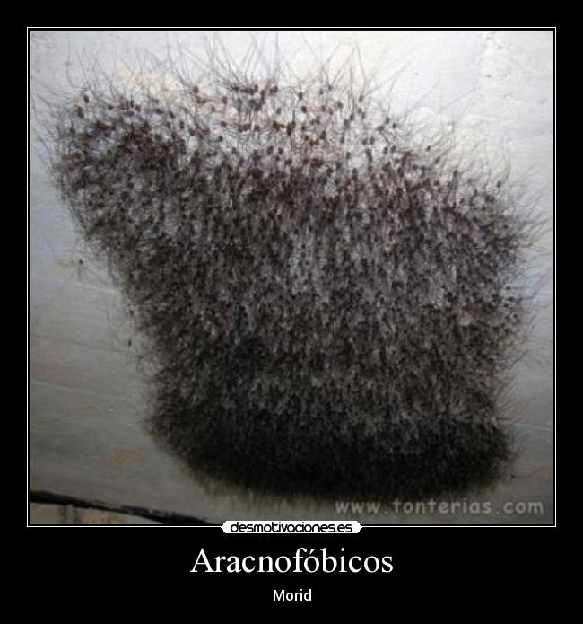 Aracnofóbicos - Morid