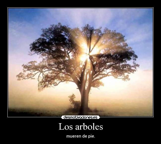 Los arboles - mueren de pie.