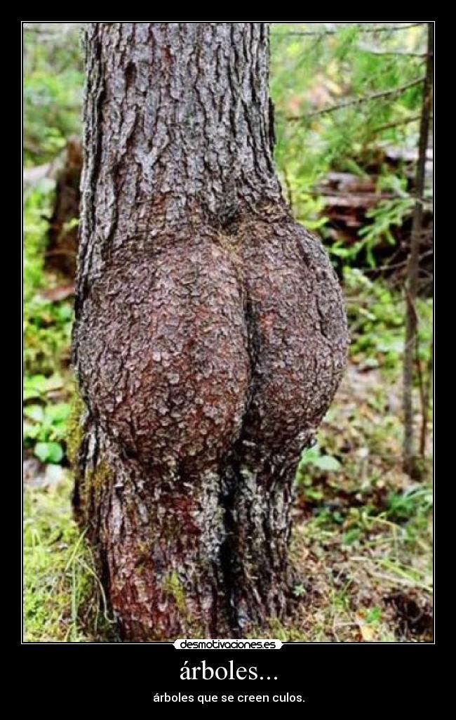 árboles... - 