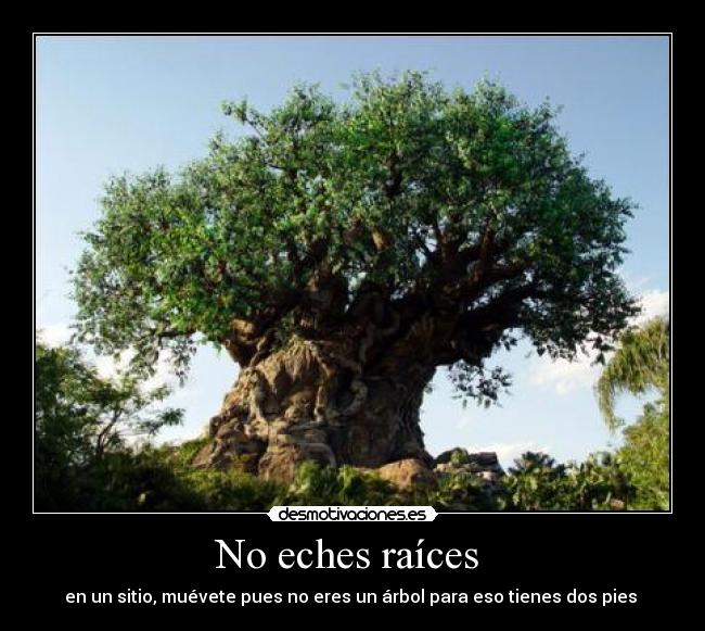 No eches raíces  - en un sitio, muévete pues no eres un árbol para eso tienes dos pies 