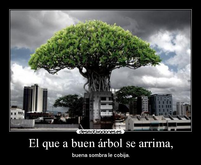 El que a buen árbol se arrima, - buena sombra le cobija.