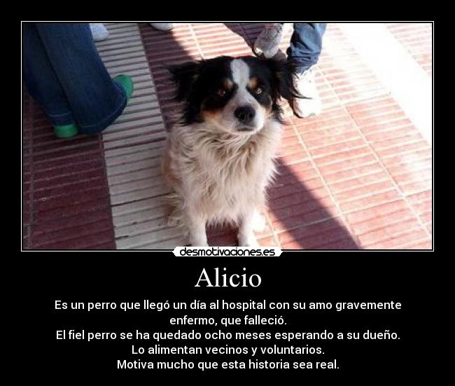 Alicio - Es un perro que llegó un día al hospital con su amo gravemente enfermo, que falleció.
El fiel perro se ha quedado ocho meses esperando a su dueño.
Lo alimentan vecinos y voluntarios.
Motiva mucho que esta historia sea real.