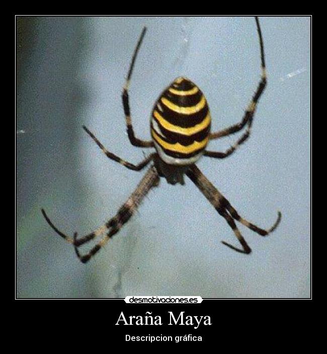 Araña Maya -