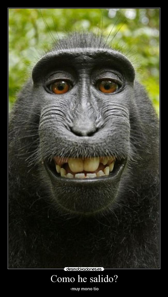 carteles mono fotos desmotivaciones