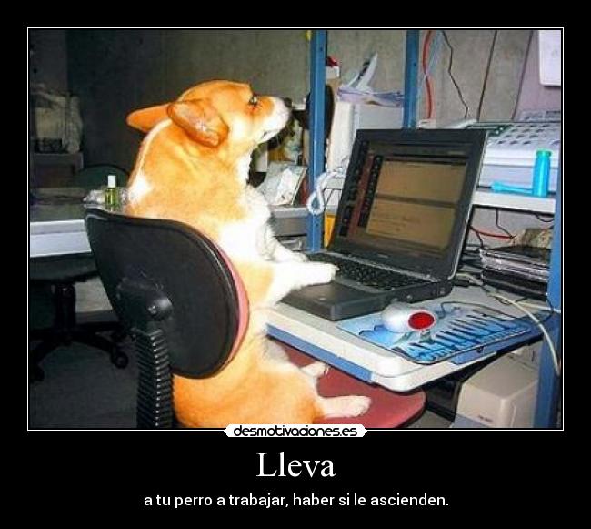 Lleva - a tu perro a trabajar, haber si le ascienden.