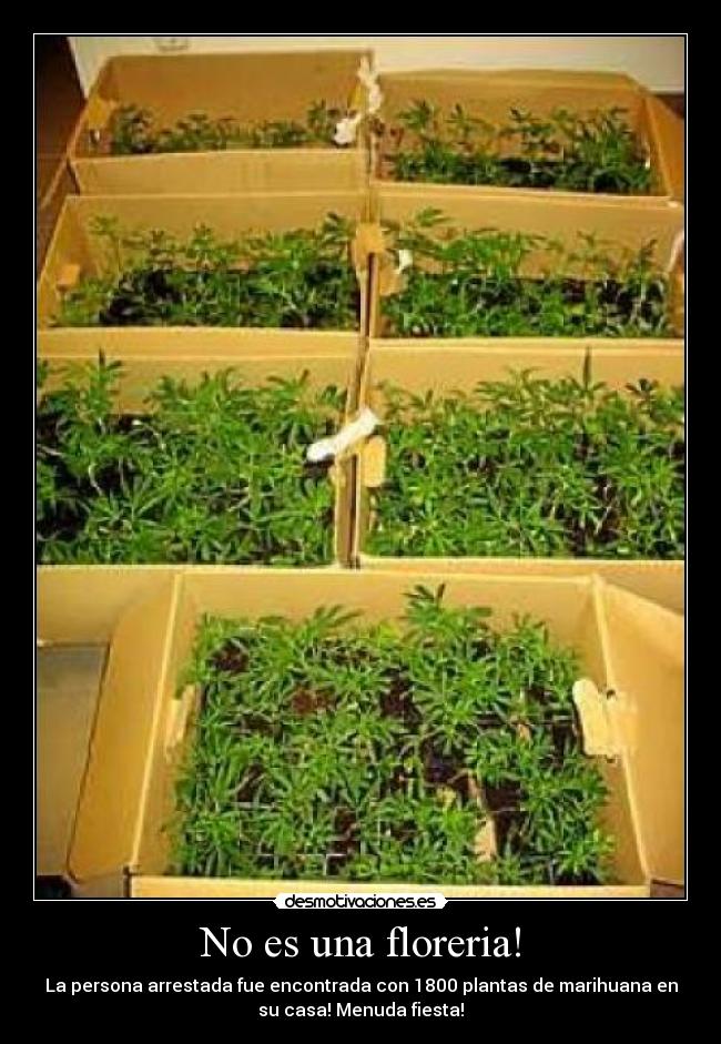 No es una floreria! - 