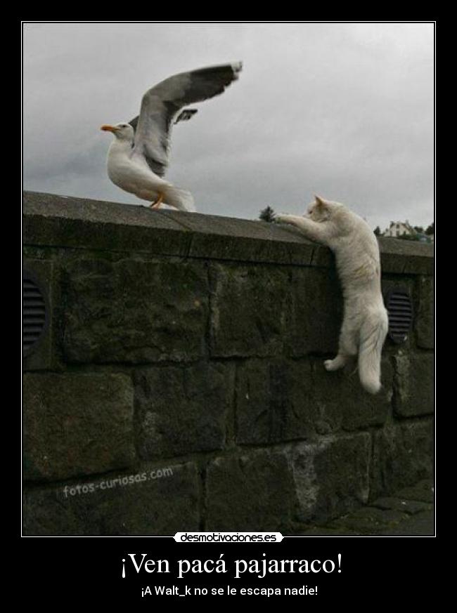 ¡Ven pacá pajarraco! - ¡A Walt_k no se le escapa nadie!