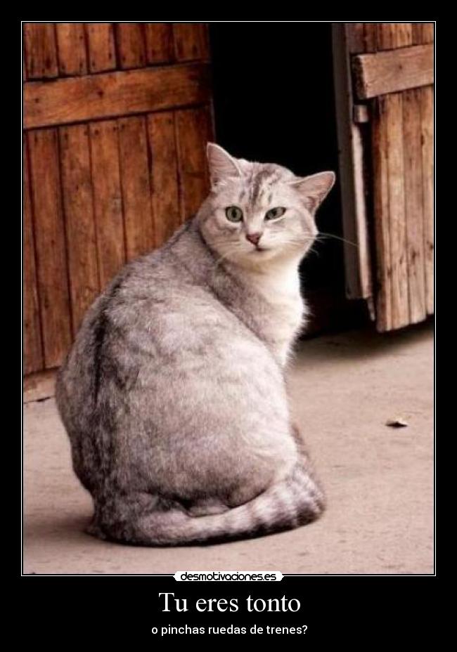Tu eres tonto -